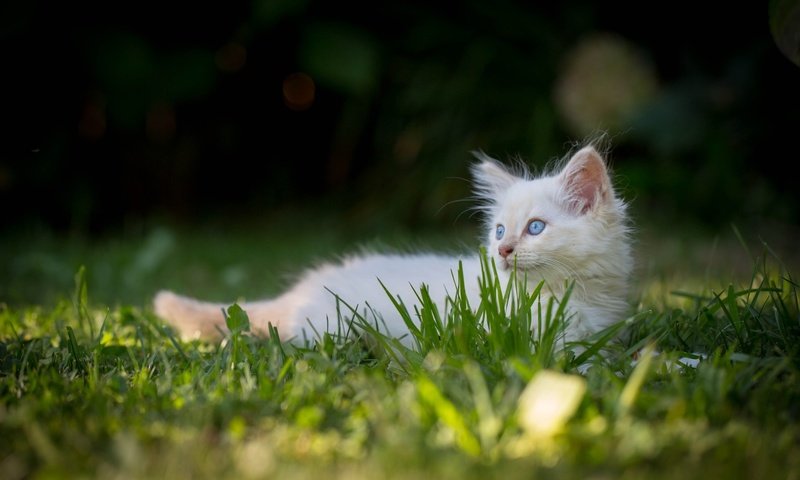 Обои трава, природа, кот, мордочка, усы, кошка, взгляд, котенок, рэгдолл, ragdoll, grass, nature, cat, muzzle, mustache, look, kitty разрешение 2048x1365 Загрузить