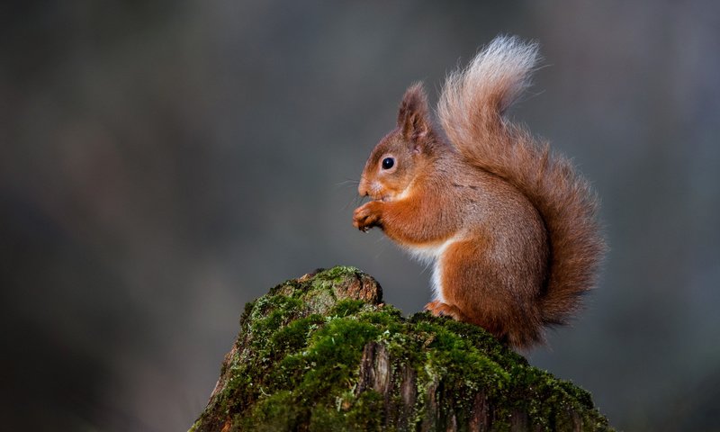 Обои природа, мох, белка, хвост, пень, белочка, nature, moss, protein, tail, stump, squirrel разрешение 2048x1367 Загрузить