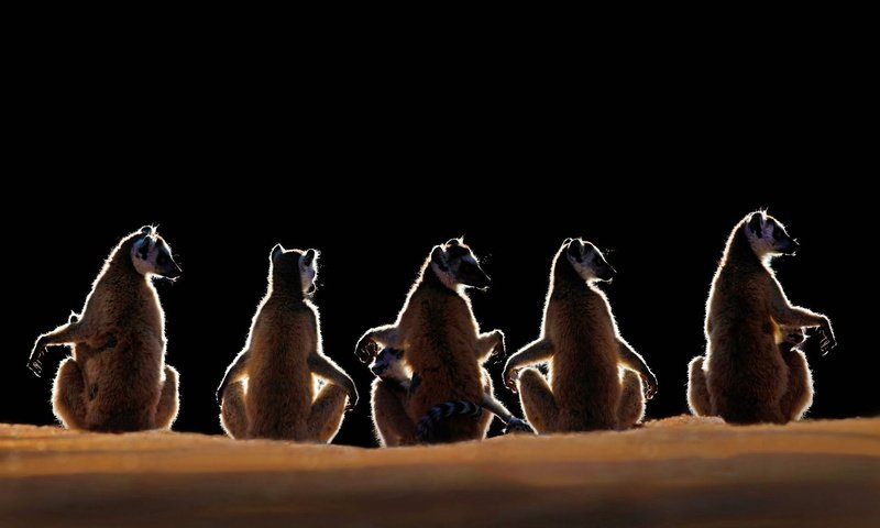 Обои рассвет, черный фон, лемуры, мадагаскар, lemur catta, парк berenty private reserve, dawn, black background, lemurs, madagascar, park berenty private reserve разрешение 1920x1200 Загрузить