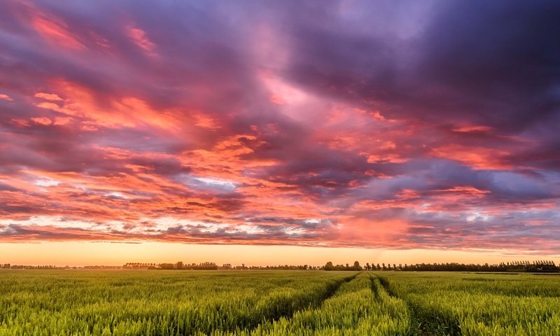 Обои небо, облака, закат, поле, нидерланды, колея, the sky, clouds, sunset, field, netherlands, track разрешение 2048x1486 Загрузить