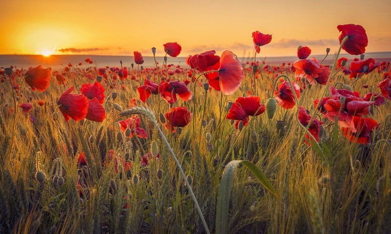 Обои цветы, солнце, природа, закат, поле, красные, маки, колосья, flowers, the sun, nature, sunset, field, red, maki, ears разрешение 2048x1365 Загрузить