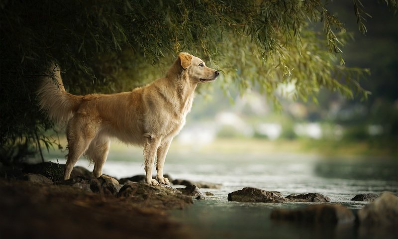 Обои река, камни, собака, течение, золотистый ретривер, amara, river, stones, dog, for, golden retriever разрешение 2048x1337 Загрузить