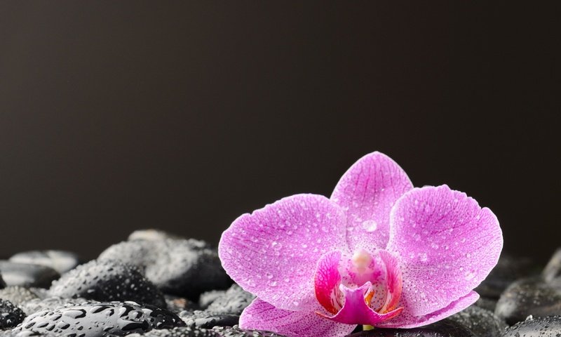 Обои камни, цветок, капли, лепестки, черный фон, орхидея, stones, flower, drops, petals, black background, orchid разрешение 3630x2722 Загрузить