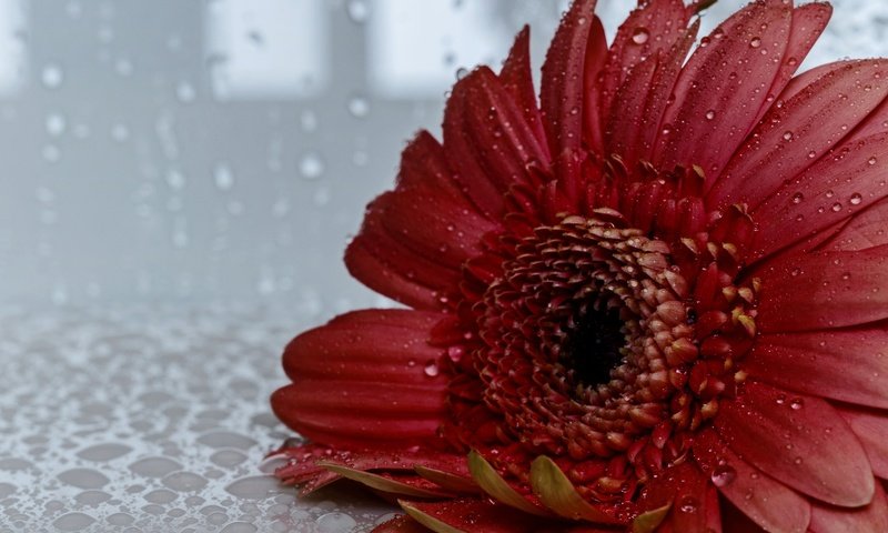 Обои цветок, капли, лепестки, гербера, flower, drops, petals, gerbera разрешение 2048x1490 Загрузить