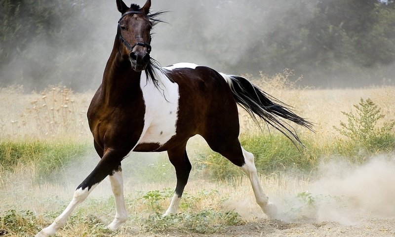 Обои лошадь, природа, пыль, конь, бег, хвост, horse, nature, dust, running, tail разрешение 1920x1200 Загрузить