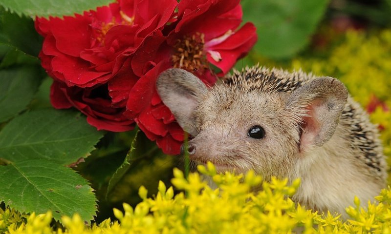Обои цветы, мордочка, ушки, ежик, еж, носик, flowers, muzzle, ears, hedgehog, spout разрешение 1920x1332 Загрузить