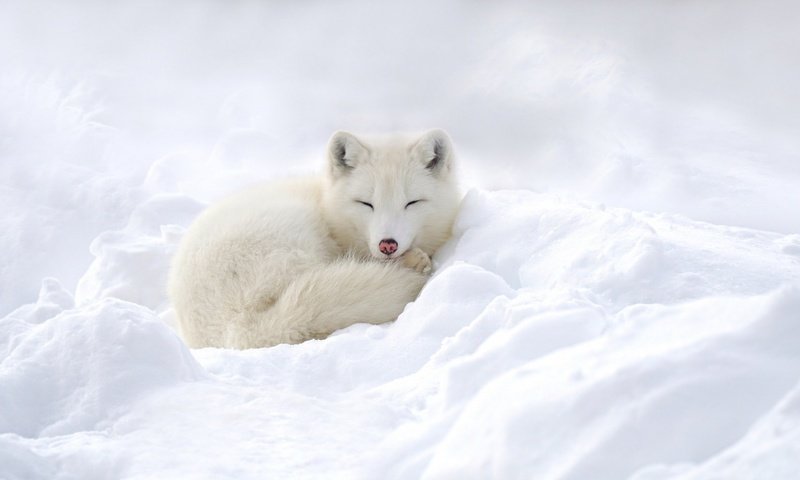 Обои снег, зима, песец, полярная лисица, snow, winter, fox, polar fox разрешение 1920x1080 Загрузить