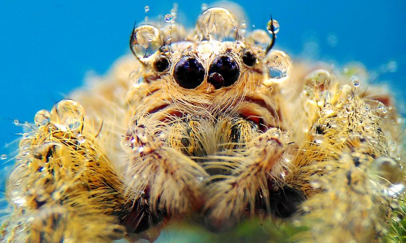 Обои макро, насекомое, капли, паук, лапки, паук-скакунчик, джампер, паук-скакун, macro, insect, drops, spider, legs, spider-skakuny, jumper, spider-racer разрешение 1920x1200 Загрузить