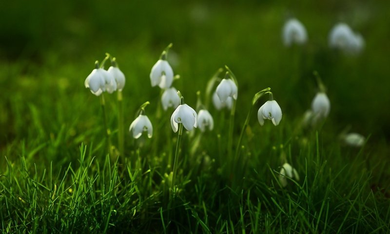 Обои цветы, трава, природа, фон, весна, подснежники, flowers, grass, nature, background, spring, snowdrops разрешение 1920x1200 Загрузить