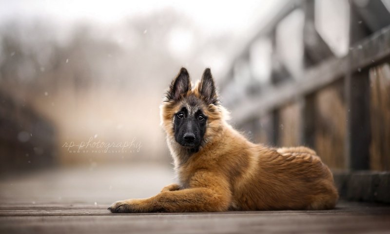 Обои мост, собака, щенок, бельгийская овчарка, тервюрен, bridge, dog, puppy, belgian shepherd, tervuren разрешение 1920x1080 Загрузить