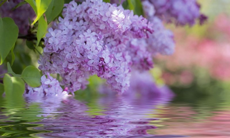 Обои цветы, цветение, весна, сирень, flowers, flowering, spring, lilac разрешение 1920x1200 Загрузить