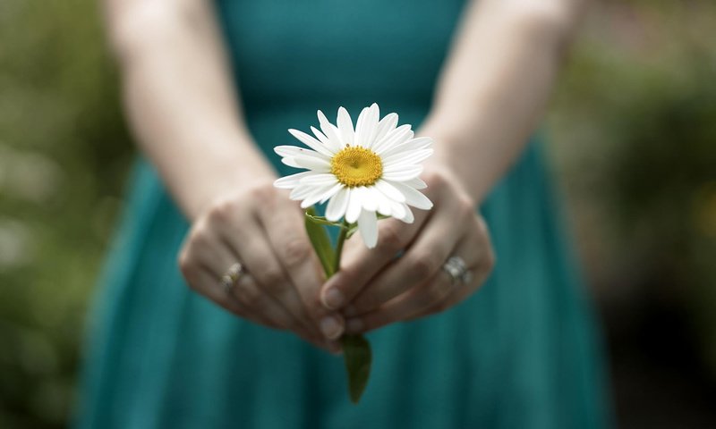 Обои девушка, настроение, цветок, ромашка, руки, кольца, girl, mood, flower, daisy, hands, ring разрешение 1920x1200 Загрузить