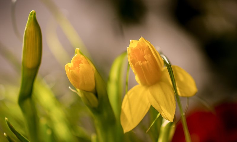 Обои цветы, бутоны, макро, весна, нарциссы, боке, flowers, buds, macro, spring, daffodils, bokeh разрешение 2048x1418 Загрузить