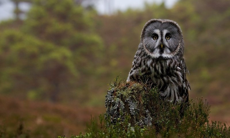 Обои цветы, сова, птица, пень, бородатая неясыть, неясыть, flowers, owl, bird, stump, great grey owl разрешение 1920x1200 Загрузить