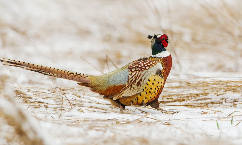 Обои снег, зима, птица, клюв, перья, хвост, фазан, snow, winter, bird, beak, feathers, tail, pheasant разрешение 1920x1277 Загрузить