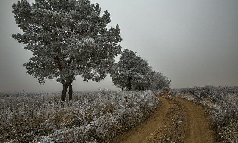 Обои дорога, деревья, природа, растения, пейзаж, утро, туман, иней, road, trees, nature, plants, landscape, morning, fog, frost разрешение 2560x1707 Загрузить