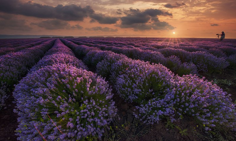 Обои цветы, природа, закат, пейзаж, поле, лаванда, flowers, nature, sunset, landscape, field, lavender разрешение 1920x1200 Загрузить