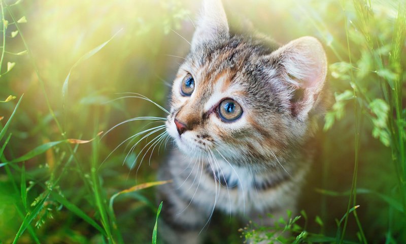 Обои глаза, трава, мордочка, усы, кошка, взгляд, котенок, спу, eyes, grass, muzzle, mustache, cat, look, kitty, spu разрешение 1920x1200 Загрузить