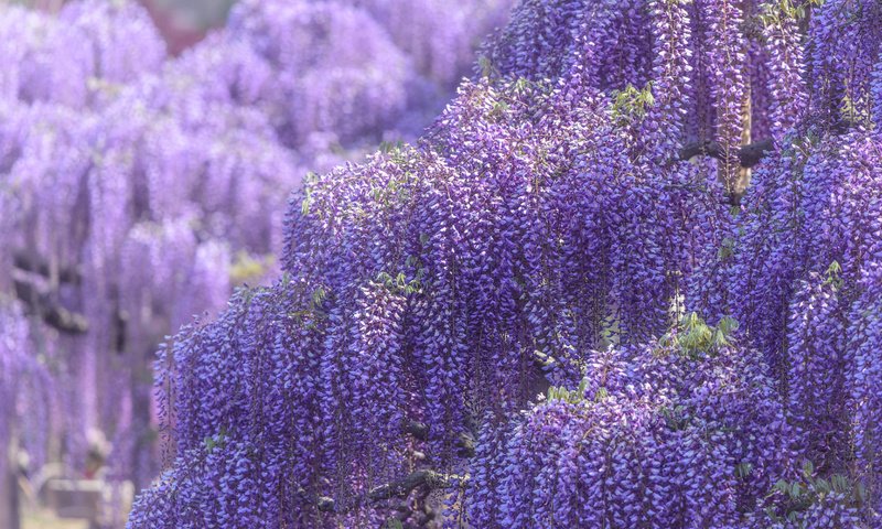 Обои цветы, цветение, весна, глициния, вистерия, flowers, flowering, spring, wisteria разрешение 1920x1200 Загрузить