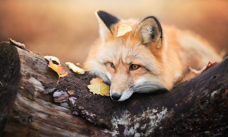 Обои дерево, листья, осень, лиса, хищник, лисица, tree, leaves, autumn, fox, predator разрешение 1920x1200 Загрузить