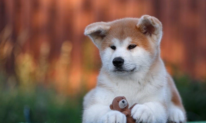 Обои собака, игрушка, щенок, акита-ину, акита, dog, toy, puppy, akita inu, akita разрешение 2880x1800 Загрузить