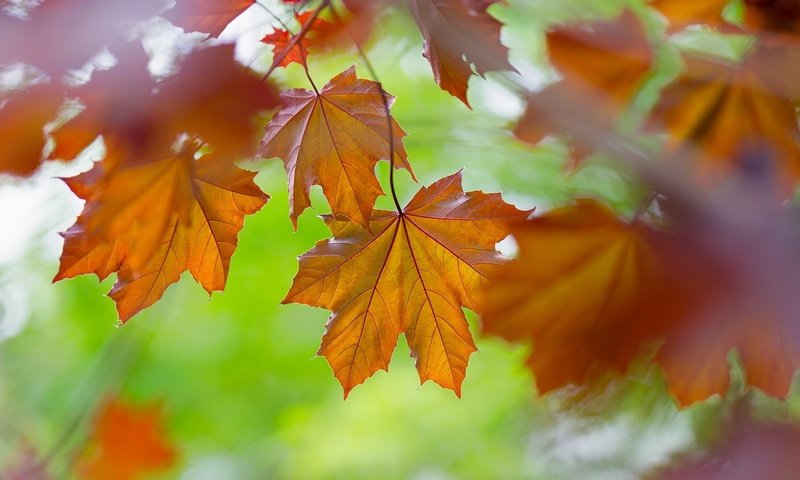 Обои листья, макро, осень, клен, leaves, macro, autumn, maple разрешение 1920x1080 Загрузить