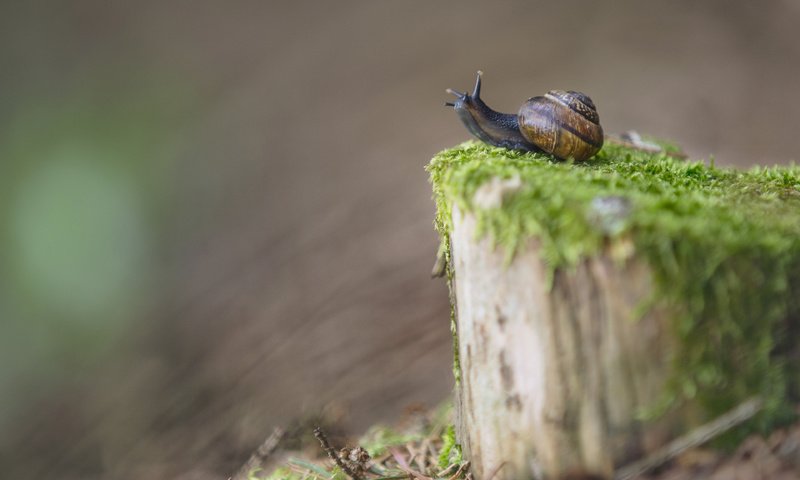Обои размытость, мох, улитка, пень, blur, moss, snail, stump разрешение 3840x2400 Загрузить