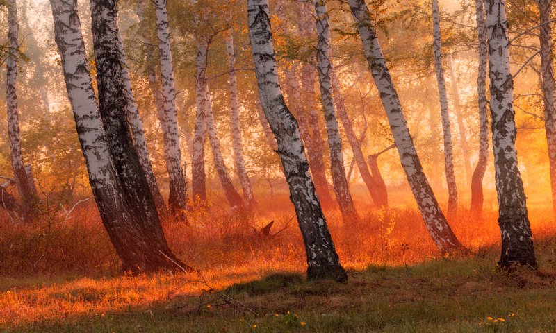 Обои цветы, трава, деревья, лес, стволы, березы, рассвет, береза, солнечный свет, sunlight, flowers, grass, trees, forest, trunks, birch, dawn разрешение 1920x1080 Загрузить