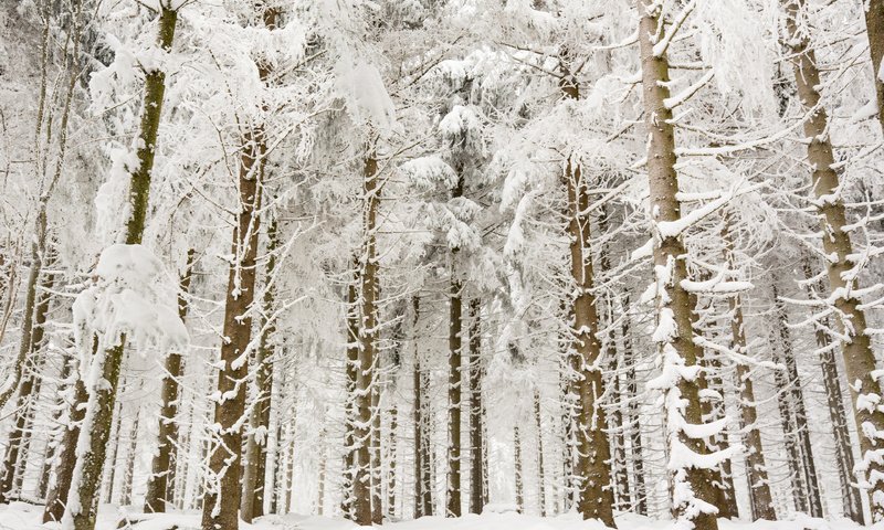 Обои деревья, снег, лес, зима, ветки, стволы, trees, snow, forest, winter, branches, trunks разрешение 3840x2400 Загрузить