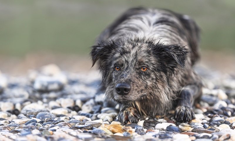 Обои камни, мордочка, взгляд, собака, бордер-колли, stones, muzzle, look, dog, the border collie разрешение 1975x1236 Загрузить