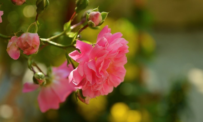 Обои цветы, бутоны, розы, лепестки, размытость, розовая роза, flowers, buds, roses, petals, blur, pink rose разрешение 3000x1878 Загрузить