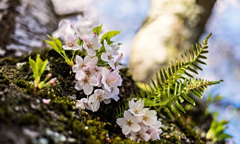 Обои цветение, макро, весна, вишня, папоротник, цветки, flowering, macro, spring, cherry, fern, flowers разрешение 2048x1367 Загрузить