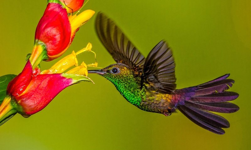 Обои цветок, крылья, птица, клюв, колибри, колибри-халибура, flower, wings, bird, beak, hummingbird, hummingbird-chalybura разрешение 2048x1152 Загрузить