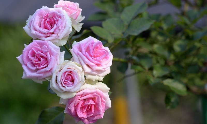 Обои цветы, бутоны, розы, лепестки, куст, flowers, buds, roses, petals, bush разрешение 4644x3096 Загрузить