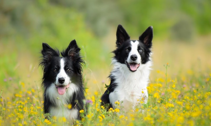 Обои цветы, луг, пара, собаки, бордер-колли, две собаки, flowers, meadow, pair, dogs, the border collie, two dogs разрешение 5673x3782 Загрузить