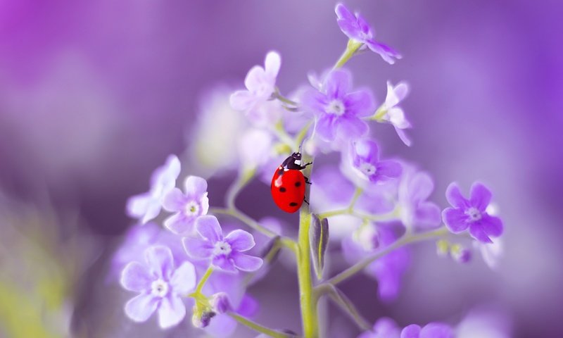 Обои цветы, макро, насекомое, лето, божья коровка, незабудка, flowers, macro, insect, summer, ladybug, forget-me-not разрешение 5184x3456 Загрузить