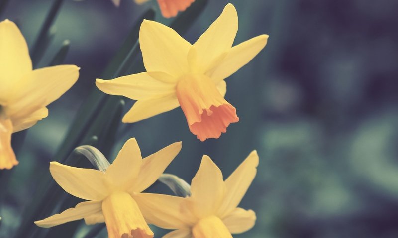 Обои цветы, весна, нарциссы, flowers, spring, daffodils разрешение 2560x1920 Загрузить