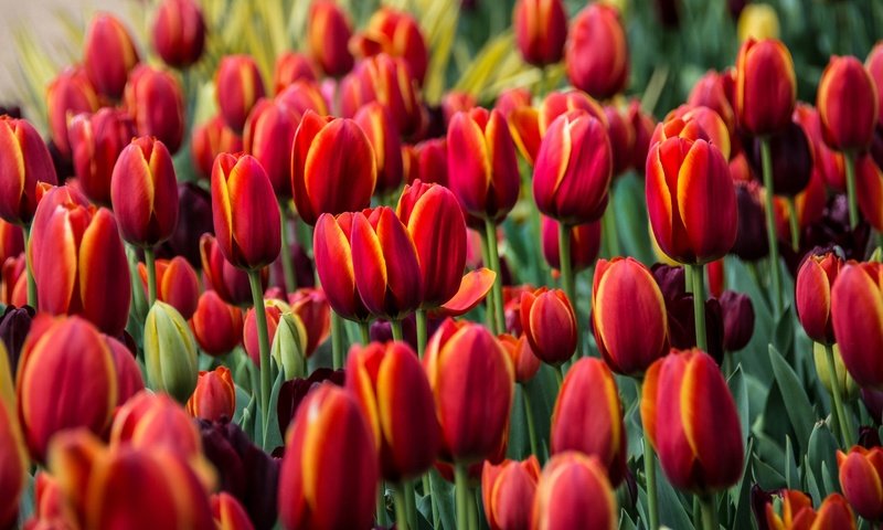 Обои цветы, бутоны, красные, тюльпаны, flowers, buds, red, tulips разрешение 2048x1177 Загрузить