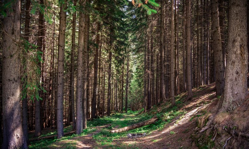 Обои деревья, лес, стволы, сосны, тропа, trees, forest, trunks, pine, trail разрешение 6000x4000 Загрузить