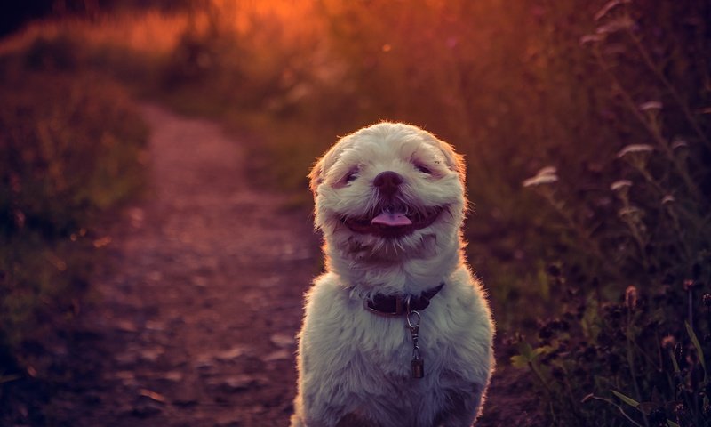 Обои закат, фон, улыбка, собака, язык, ши-тцу, e b, sunset, background, smile, dog, language, shih tzu разрешение 2784x1861 Загрузить