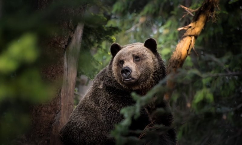 Обои морда, природа, лес, взгляд, медведь, face, nature, forest, look, bear разрешение 7102x4434 Загрузить