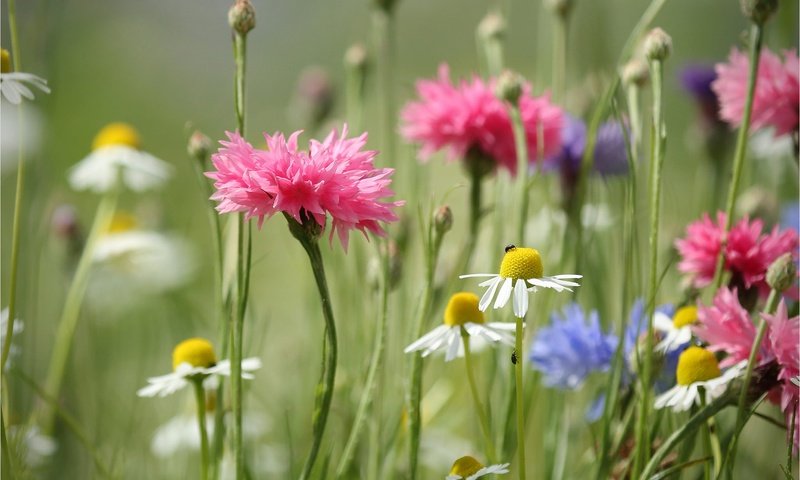 Обои цветы, лето, луг, ромашки, стебли, васильки, полевые цветы, flowers, summer, meadow, chamomile, stems, cornflowers, wildflowers разрешение 2048x1366 Загрузить