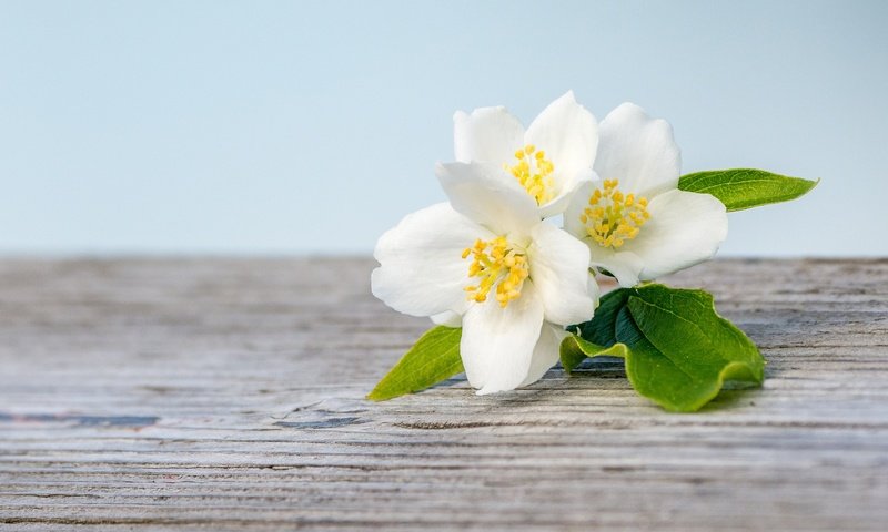 Обои цветение, макро, белый, весна, жасмин, деревянная поверхность, flowering, macro, white, spring, jasmine, wooden surface разрешение 2048x1365 Загрузить