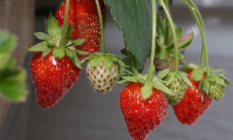 Обои макро, лето, клубника, ягоды, macro, summer, strawberry, berries разрешение 1920x1282 Загрузить