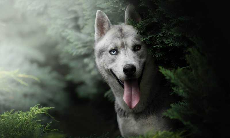 Обои морда, взгляд, собака, хаски, язык, face, look, dog, husky, language разрешение 6000x4000 Загрузить