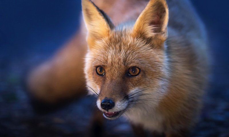 Обои мордочка, взгляд, рыжая, лиса, лисица, хвост, muzzle, look, red, fox, tail разрешение 2048x1360 Загрузить