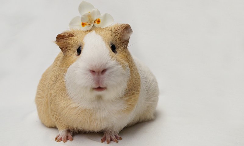 Обои цветок, мордочка, взгляд, белый фон, морская свинка, flower, muzzle, look, white background, guinea pig разрешение 2048x1393 Загрузить