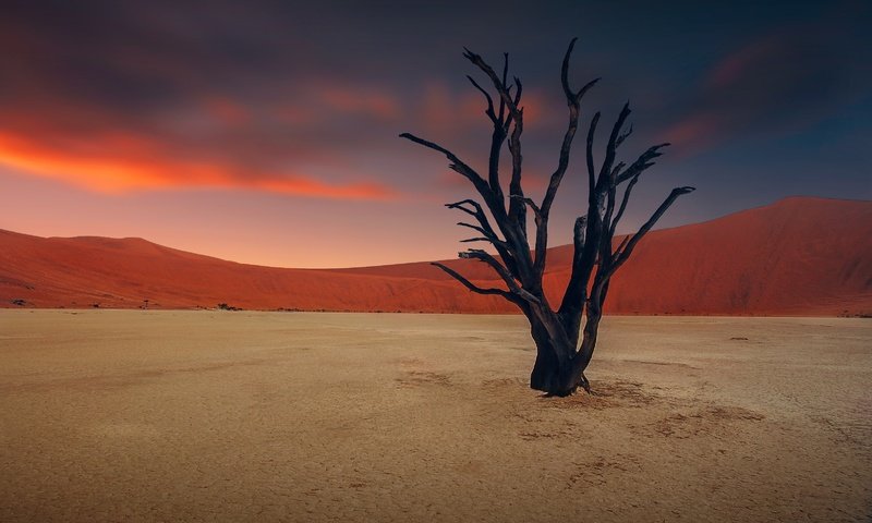 Обои небо, облака, закат, песок, пустыня, коряга, дюны, засуха, the sky, clouds, sunset, sand, desert, snag, dunes, drought разрешение 3244x2000 Загрузить