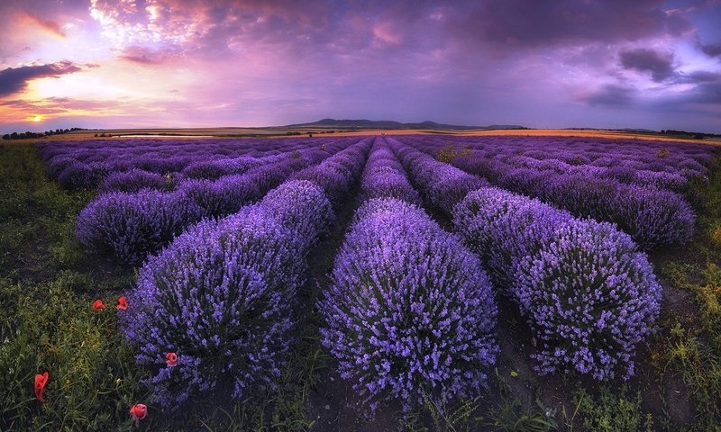 Обои небо, облака, поле, лаванда, горизонт,  цветы, болгария, the sky, clouds, field, lavender, horizon, flowers, bulgaria разрешение 1920x1304 Загрузить