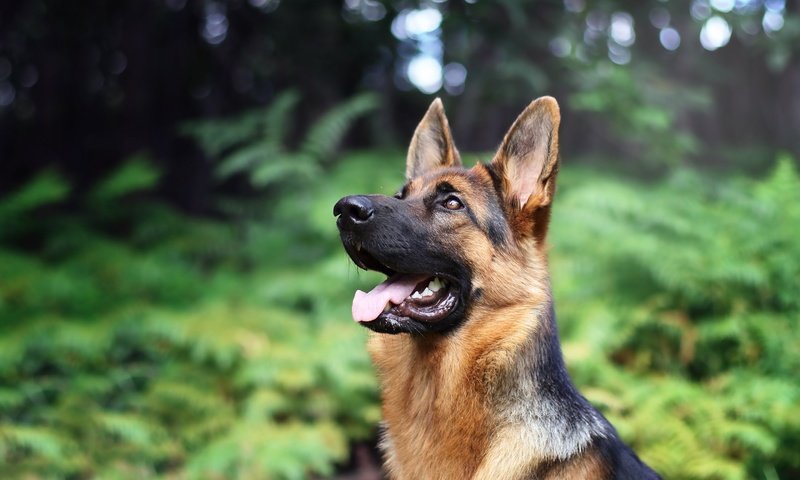 Обои морда, собака, язык, немецкая овчарка, овчарка, face, dog, language, german shepherd, shepherd разрешение 2880x1800 Загрузить